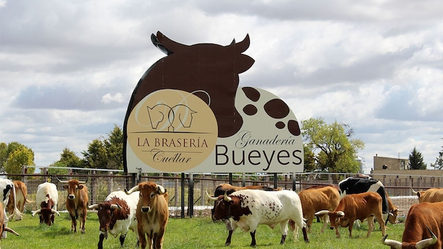 portada bueyes