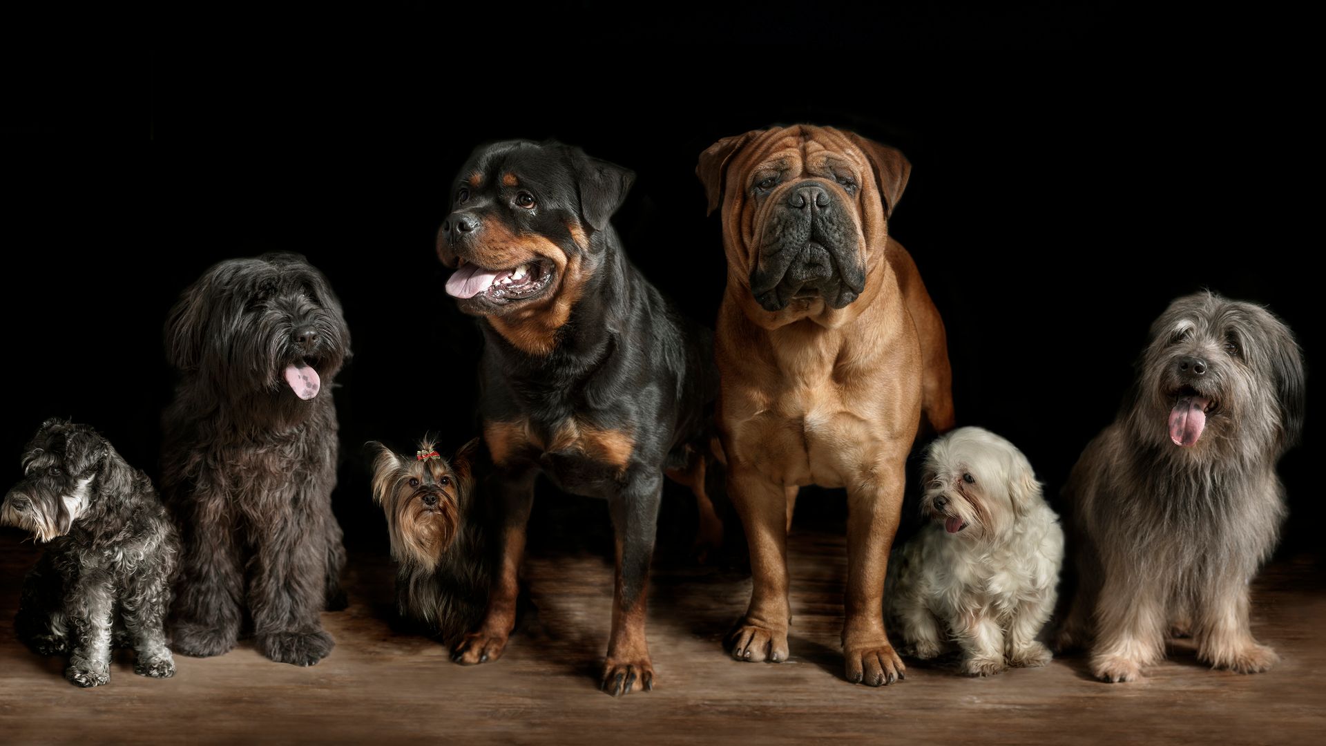 Un adiestrador profesional lo deja claro: estas razas de perro no son adecuadas para la mayoría de familias
