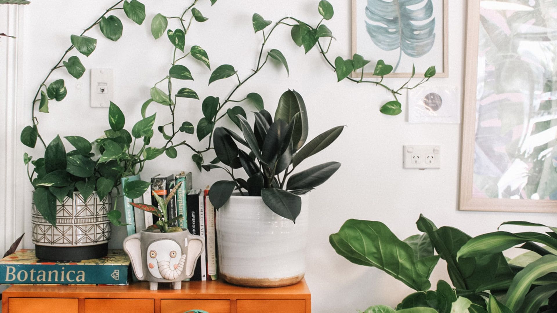 Las plantas trepadoras que mejor se adaptan a las estancias de tu casa