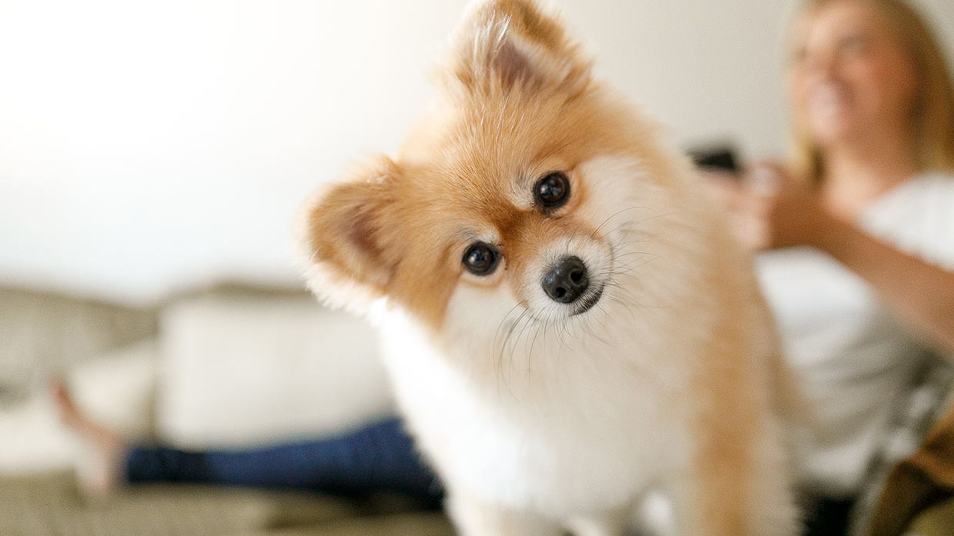 Cómo buscar un nombre para tu perro y trucos para enseñárselo