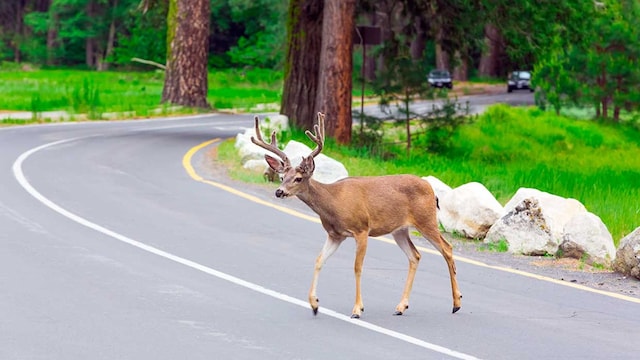 ciervo carretera