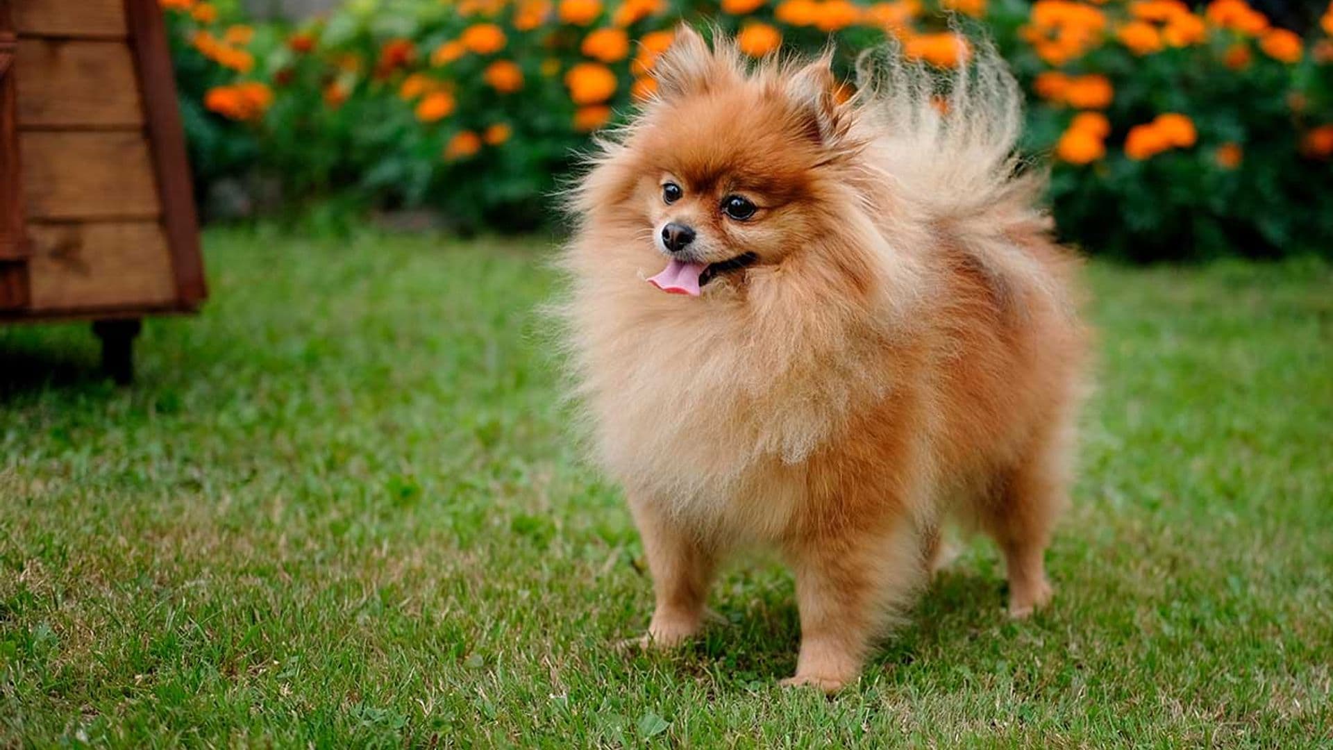 Por qué el pomerania es el perro perfecto si vives en ciudad