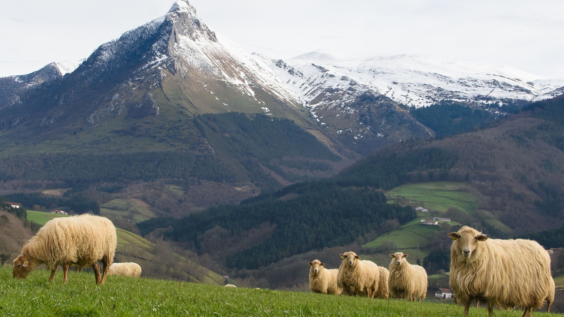 Ovejas a los pies del monte Txindoki, Guipúzcoa