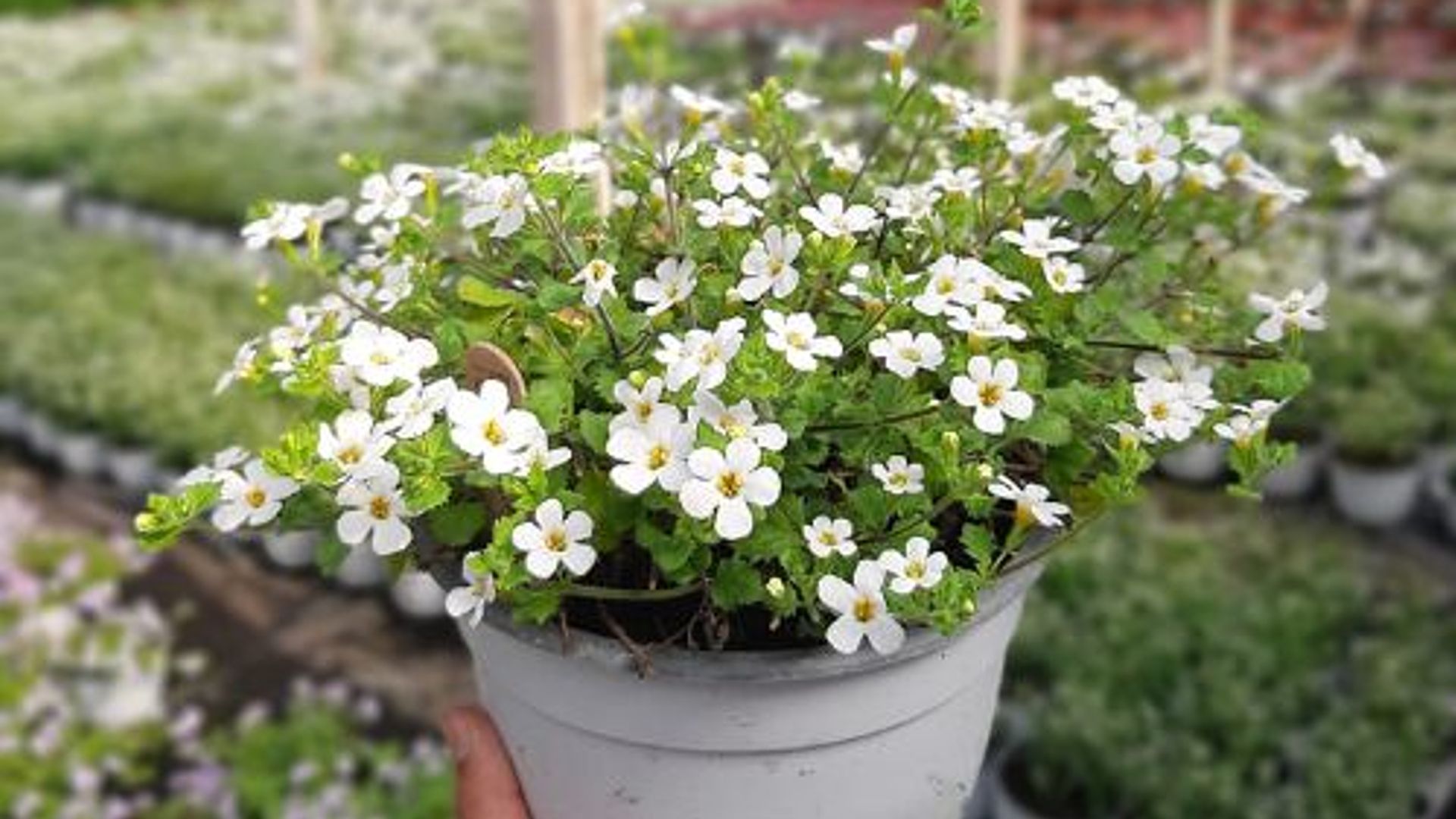 La planta perfecta para dar la bienvenida a la primavera con flores durante meses y cuidados muy sencillos