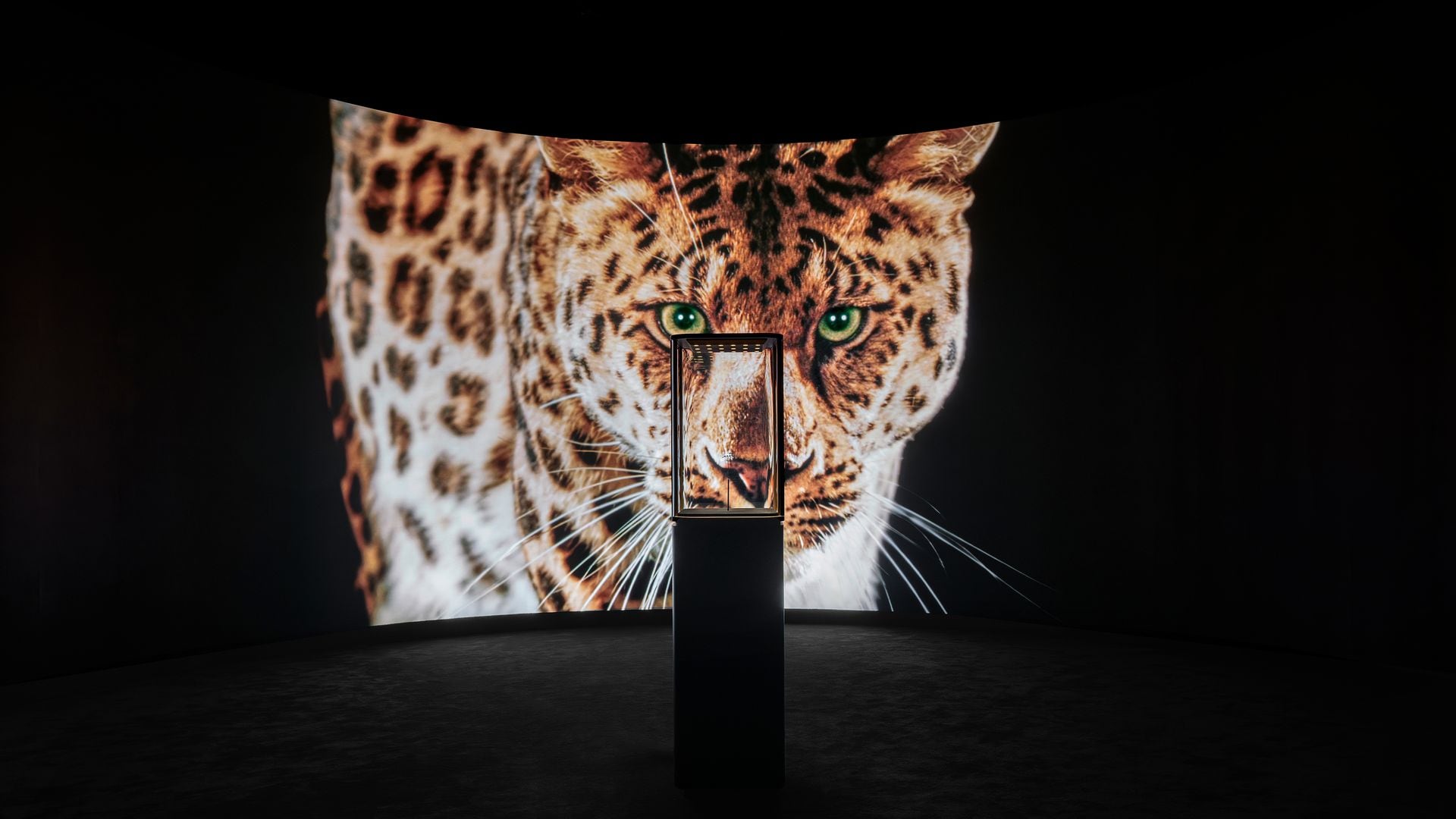 Los visitantes pudieron tener de cerca a la pantera