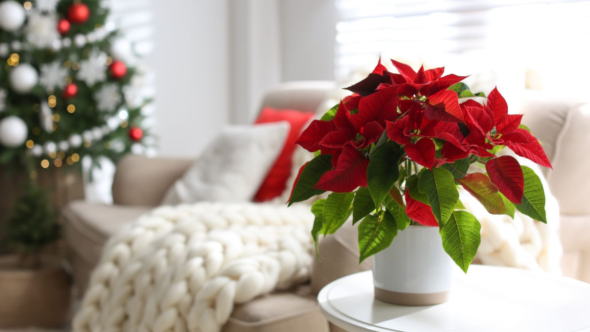 Flor de Pascua en Navidad