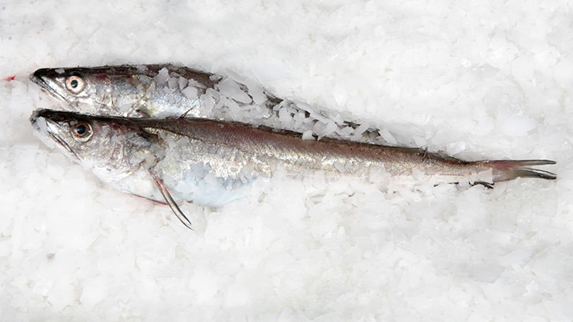 ¿Sabes qué pescado es el fogonero?
