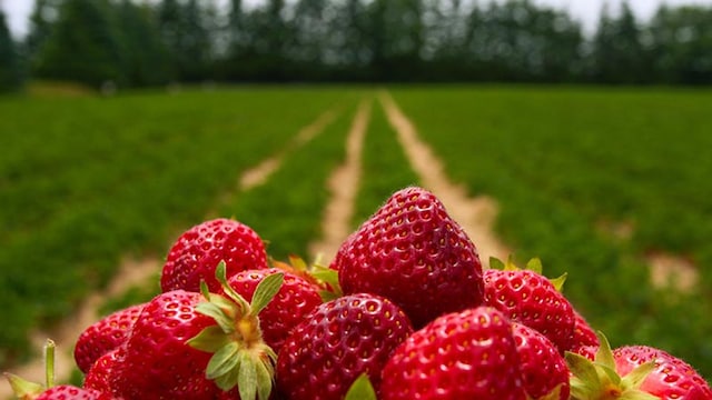 frutasinsostenibles