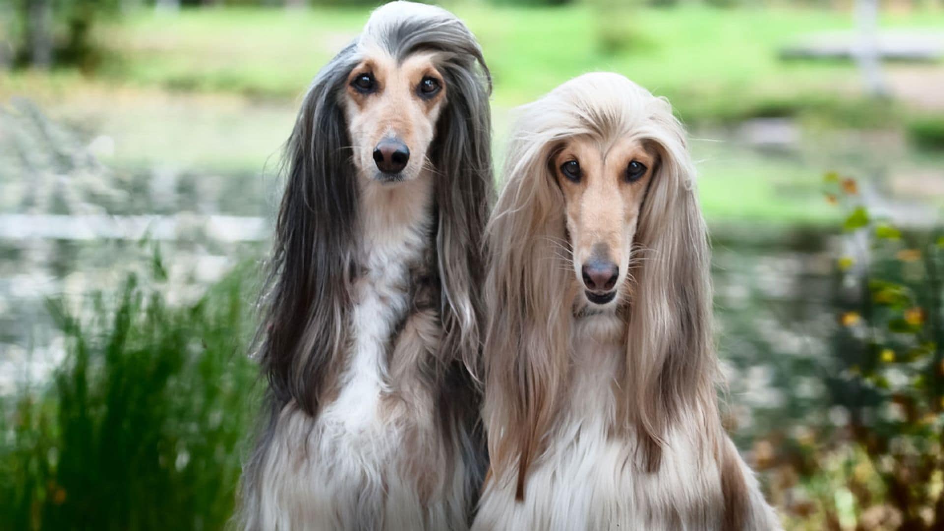 Galgo afgano, uno de los perros más elegantes y más parecido a un gato