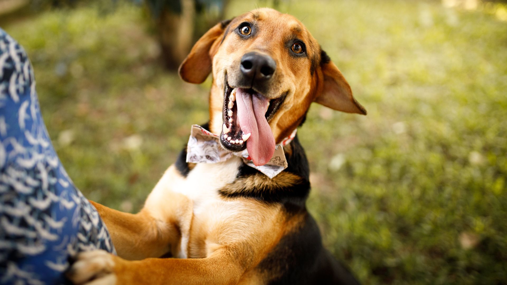 Perro mestizo feliz