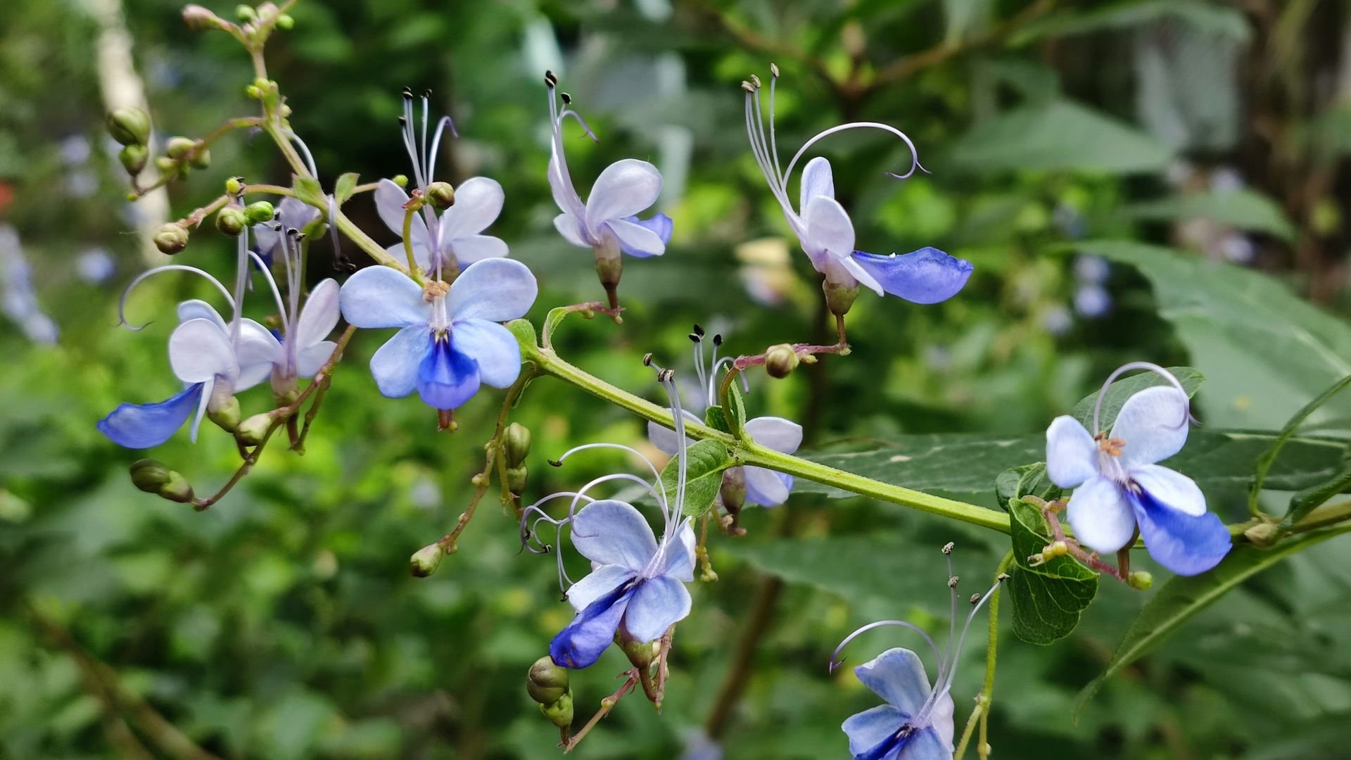 Hermosas flores del arbusto de mariposas azules (‘Rotheca myricoides’)