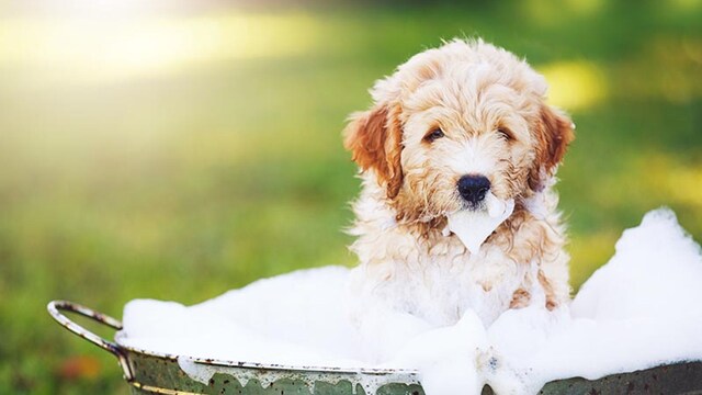 banarperro