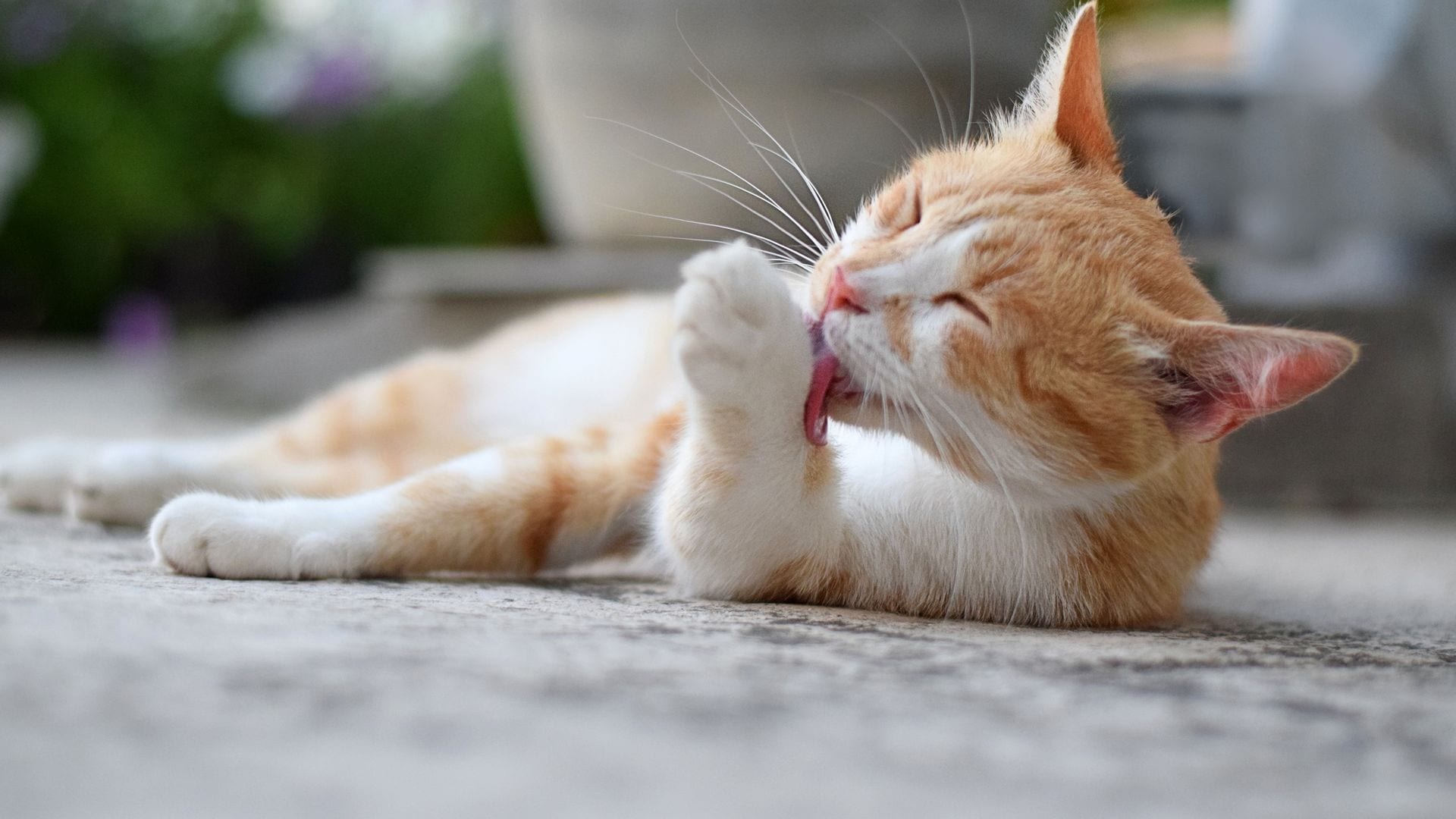 Un gato lamiéndose