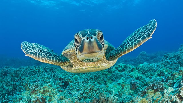 portada tortuga