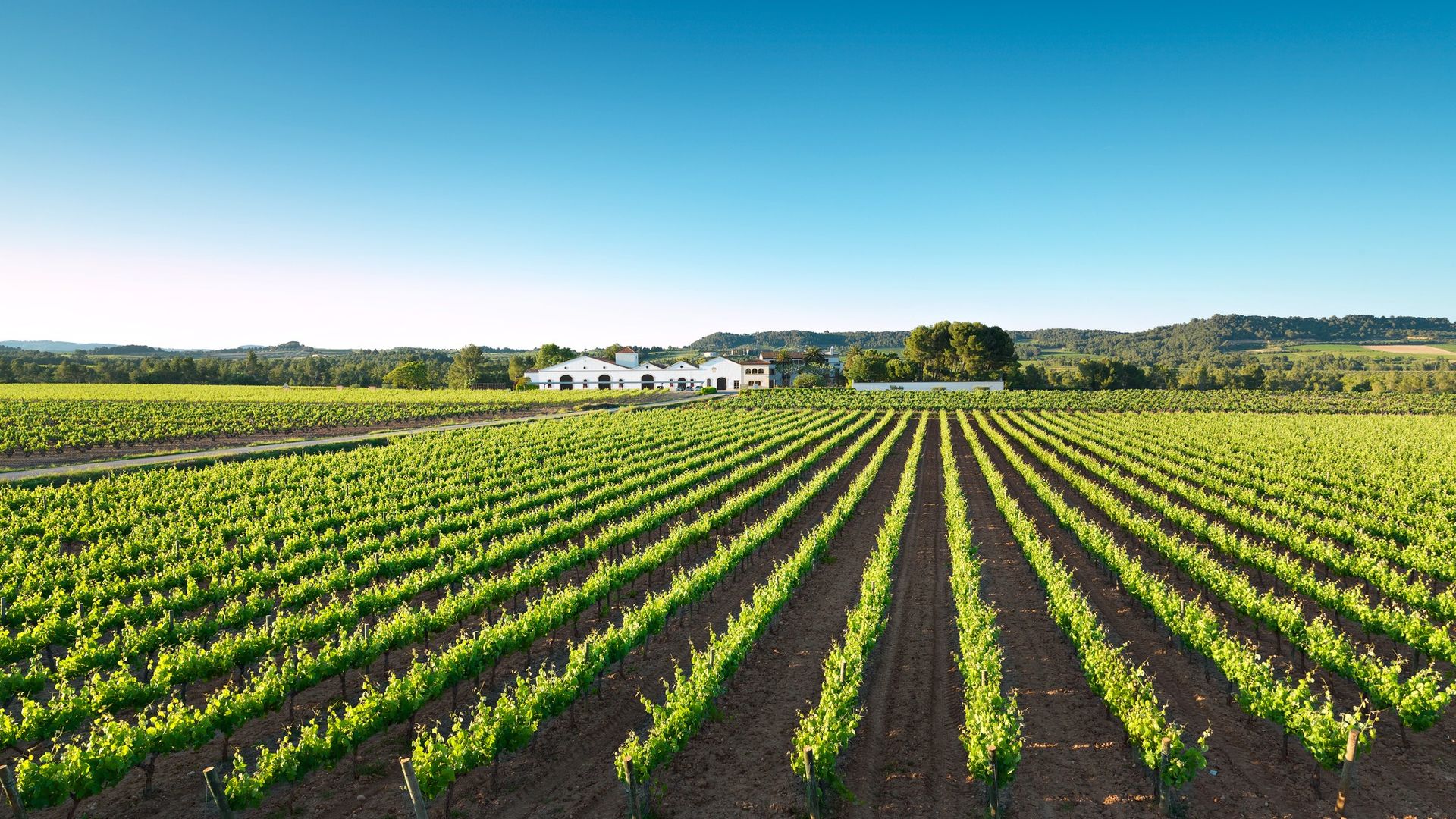 Visita a las mejores bodegas de cava de Cataluña esta Navidad: Nadal