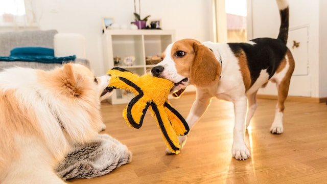 perro agresivo