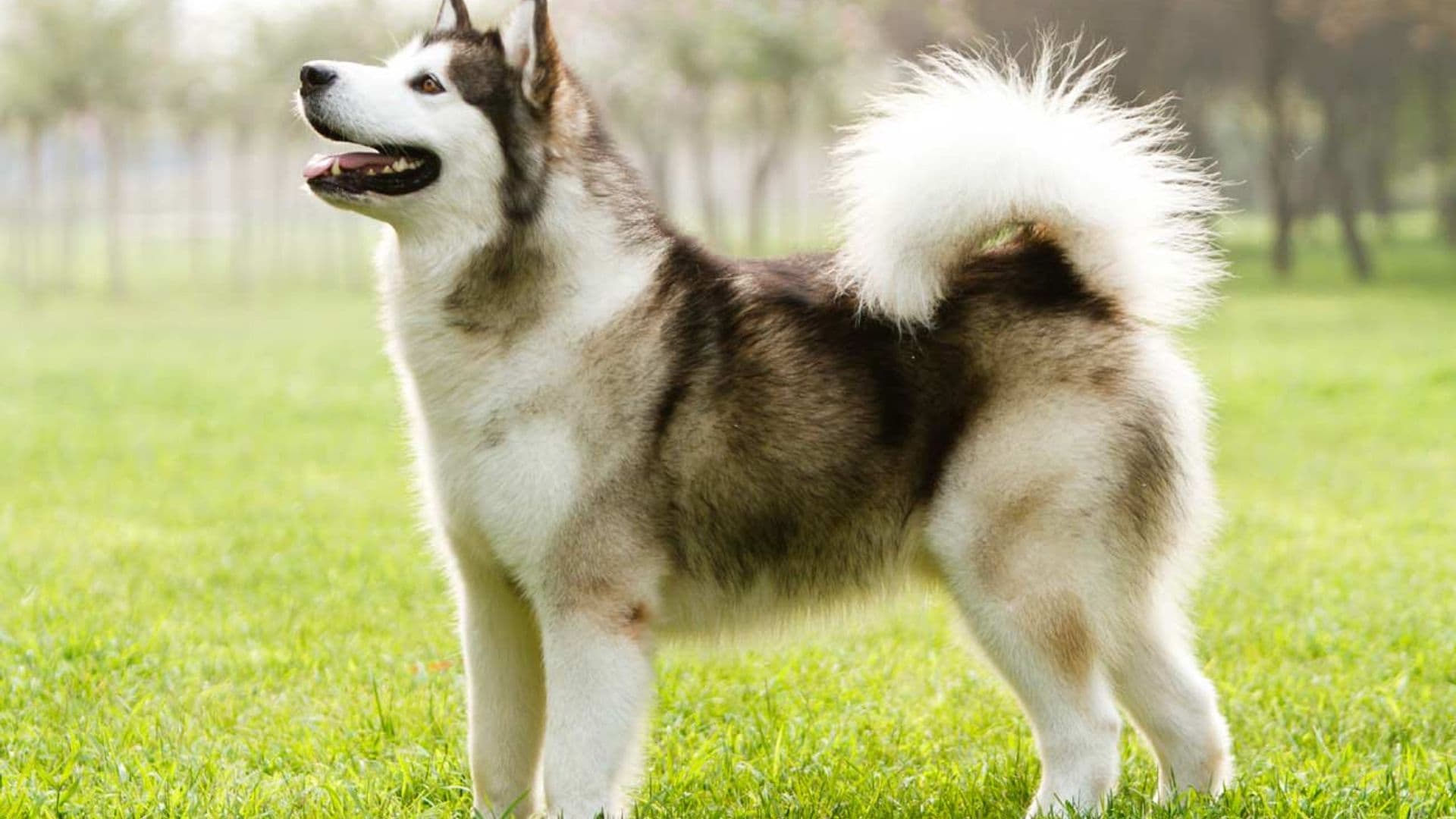 Alaskan malamute, un perro robusto y fiel muy acostumbrado al frío
