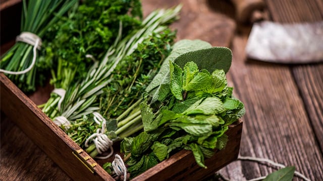 hierbas aromaticas cultivar huertos guia consejos