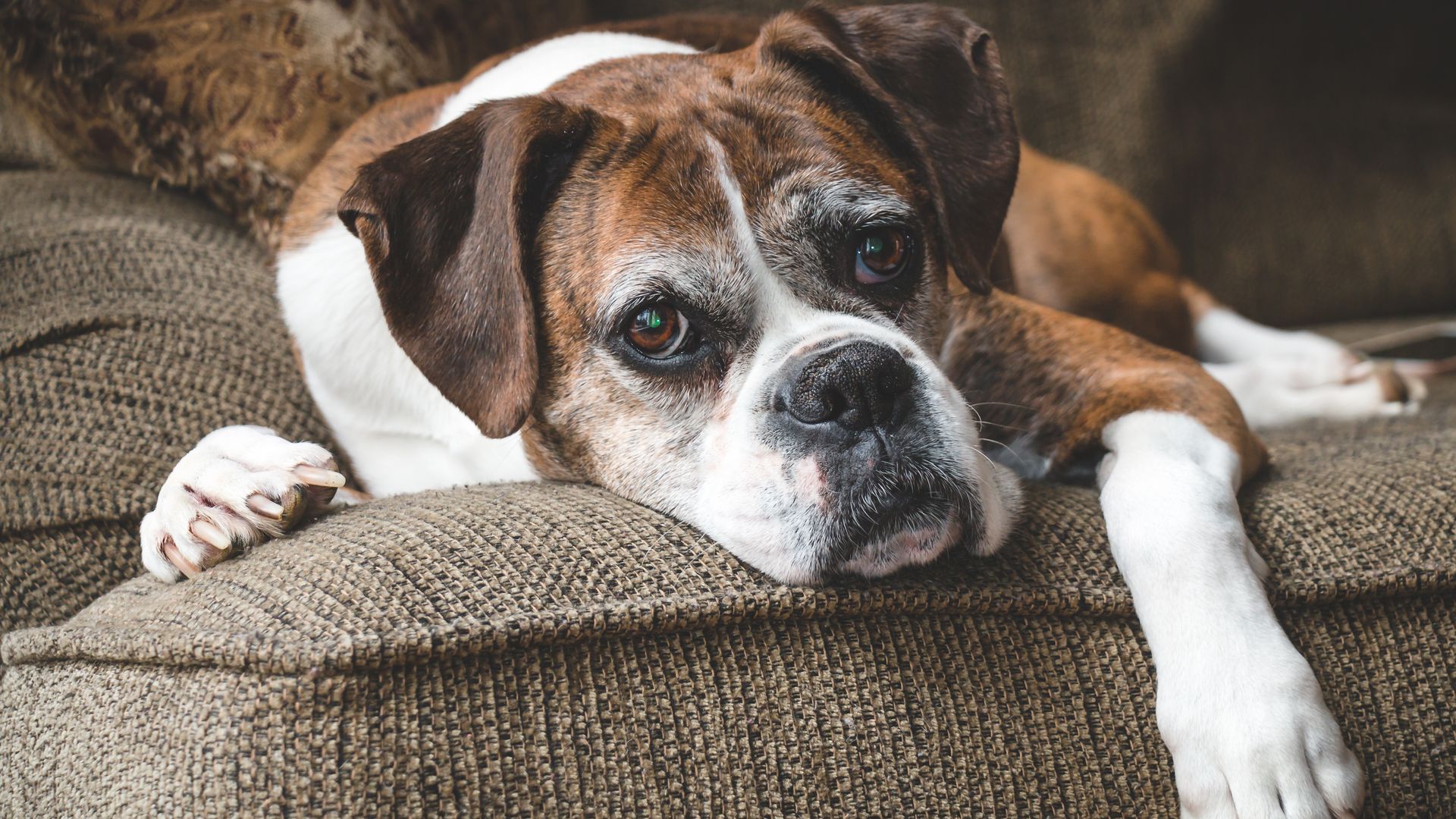 perro senior de raza boxer, tranquilo en el sofá, mirando a cámara