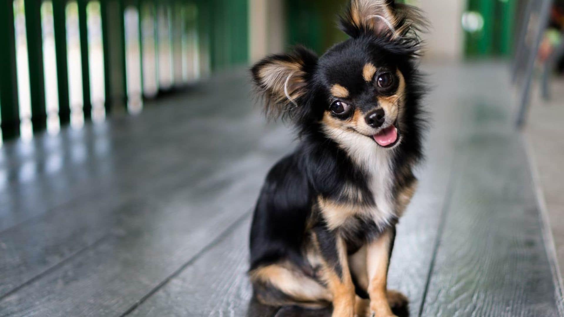 Las 10 razas de perro que triunfan entre los españoles