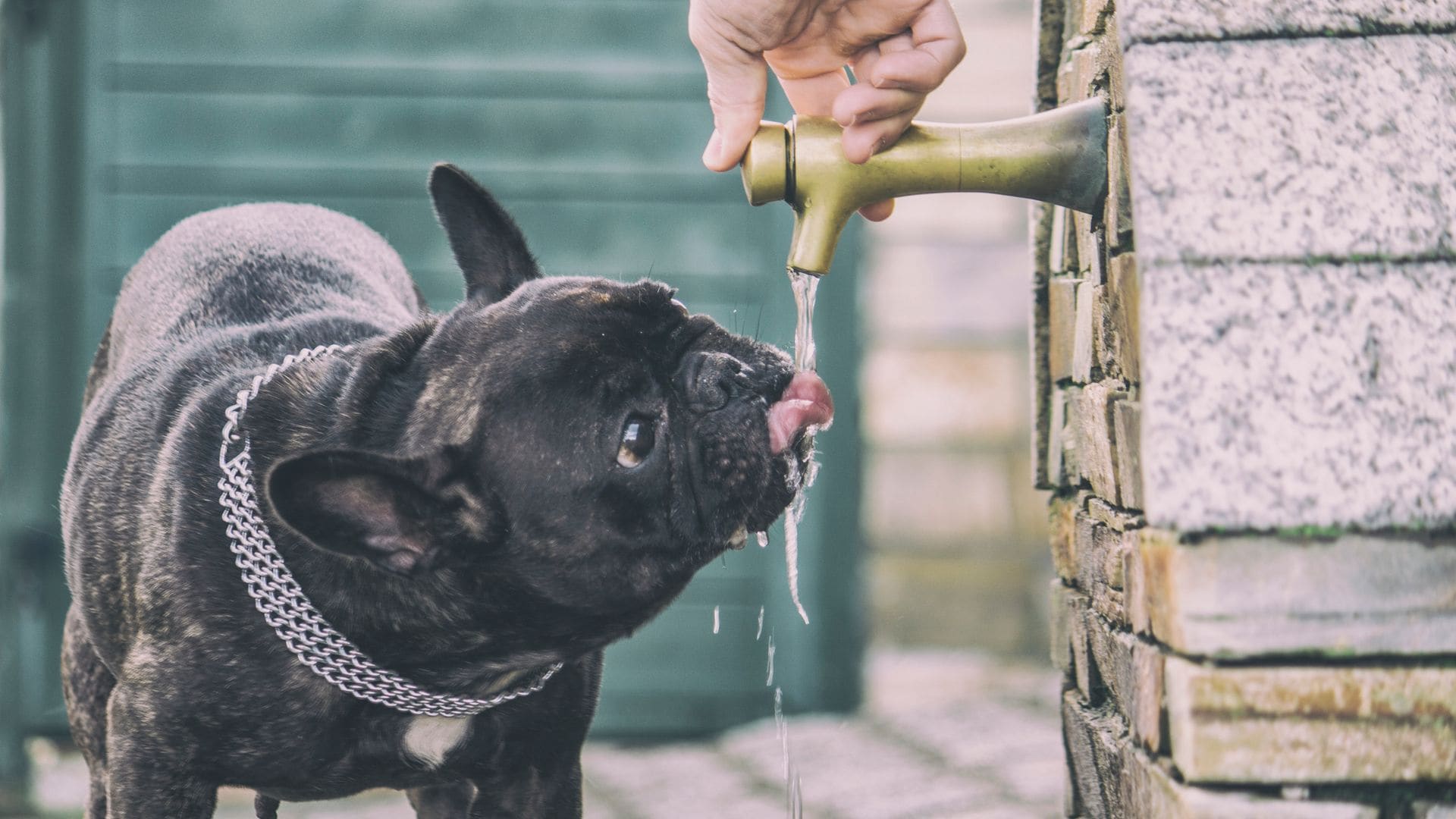 Golpe de calor en un perro