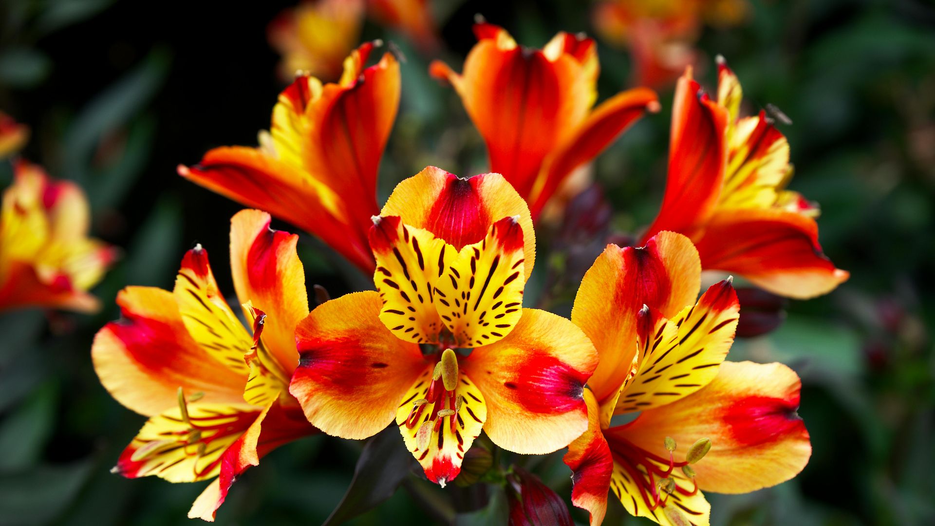 Preciosa flor del lirio de los Incas ('Alstroemeria aurantiaca') 