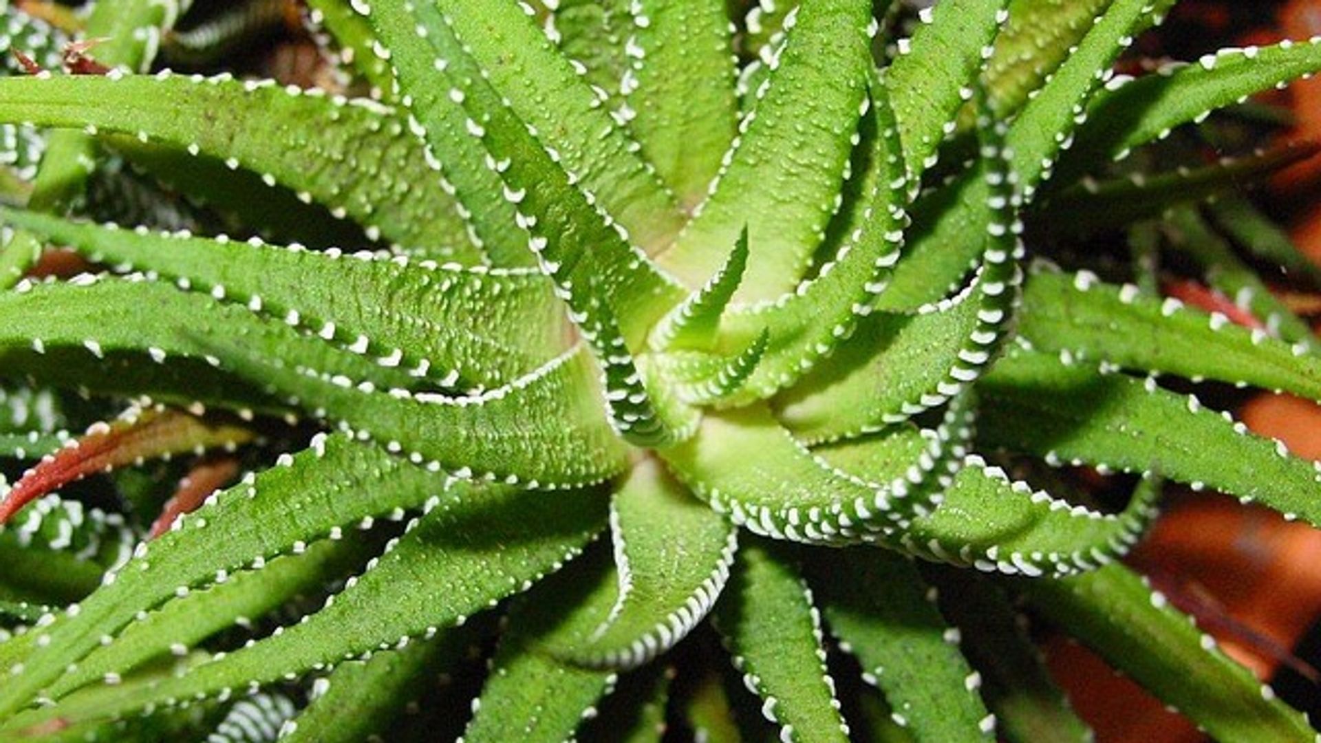Aloe vera