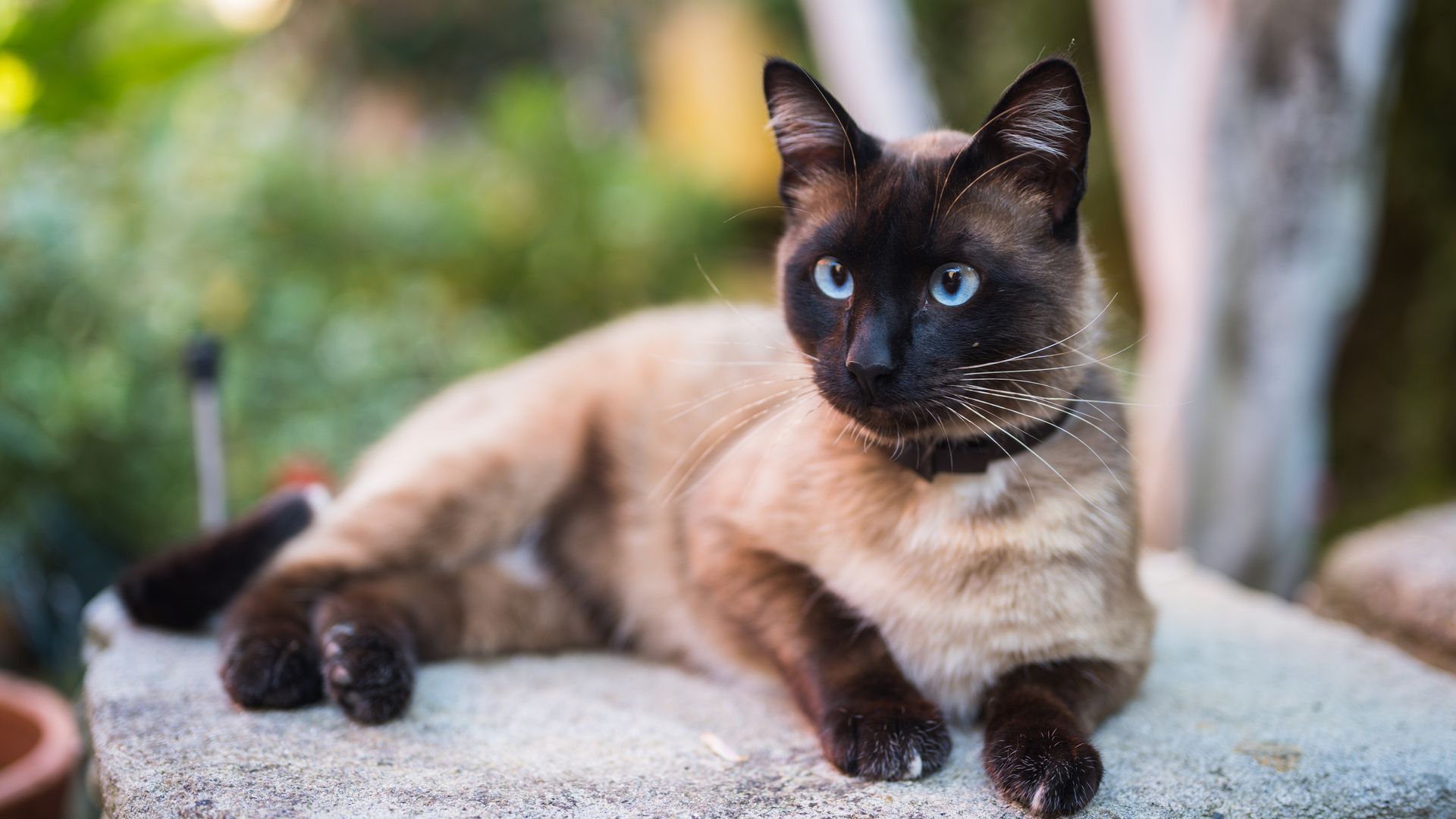 Gato siamés tumbado