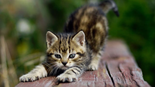 portada_gato_aranazos