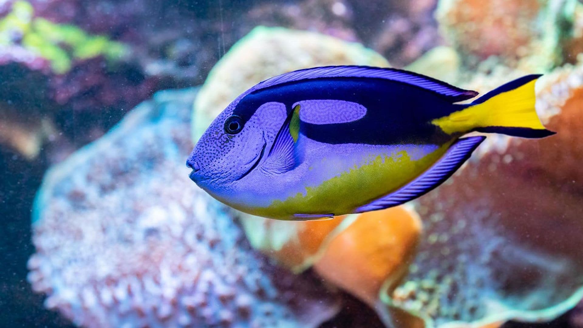 Los peces sí tienen memoria, y te recuerdan