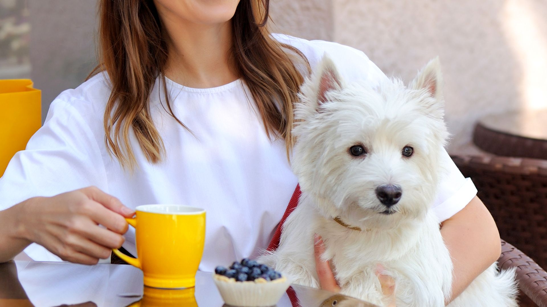 En estos restaurantes tus mascotas son más que bienvenidas