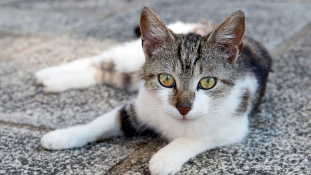 portada_gatos_sentidos