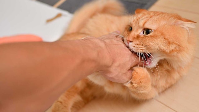 gato muerde cuando acaricio