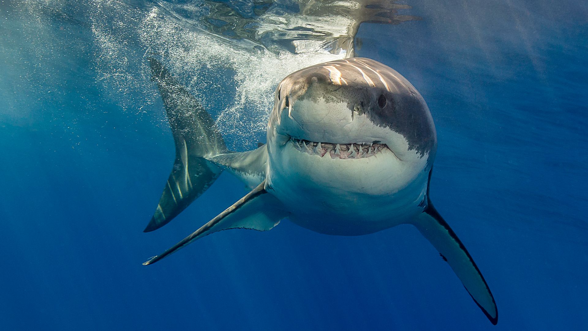 No es un avistamiento más: lo que significa que se haya confirmado un tiburón blanco en Alicante… y si debes preocuparte al bañarte