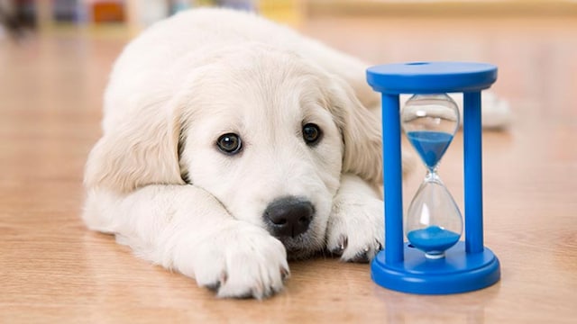 juguetes perros ansiedad 1