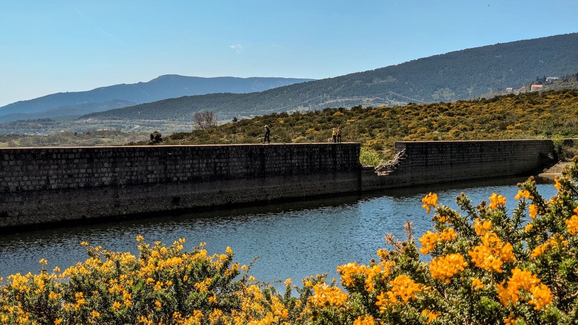 Fiesta del Cambroño: guía para disfrutar de esta espectacular y desconocida floración en la sierra de Madrid