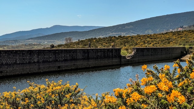 Espectáculo de la floración del Cambroño en la sierra de Guadarrama, Madrid