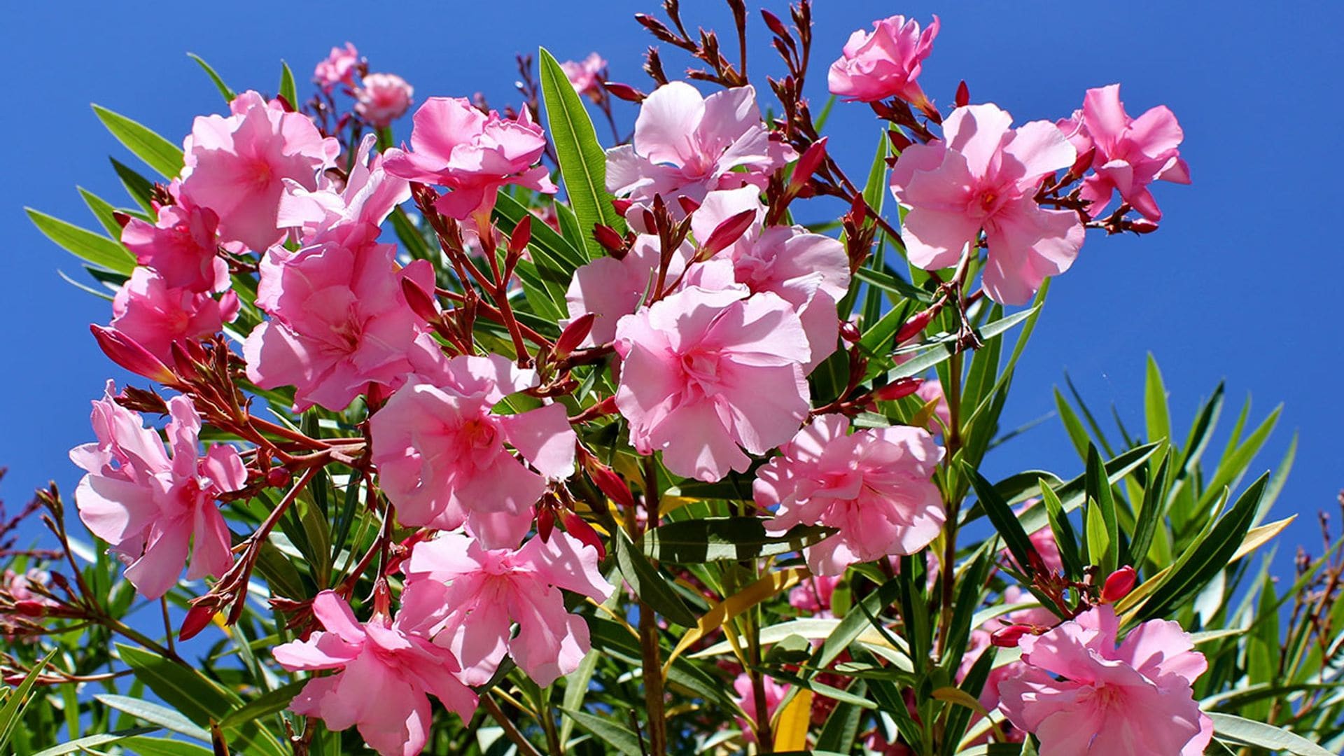 Cómo cultivar las adelfas: una planta arbustiva de exterior que te dará cientos de flores