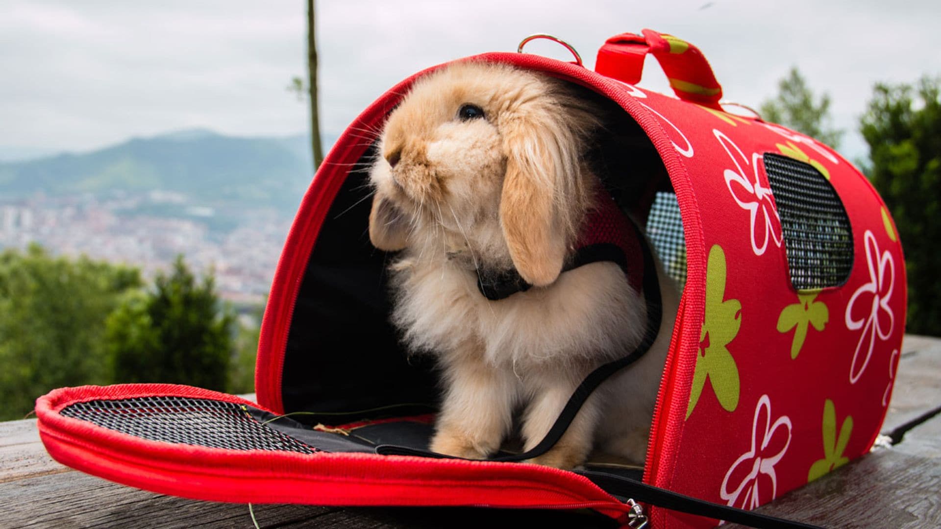 Las razas de conejo más solicitadas como mascota