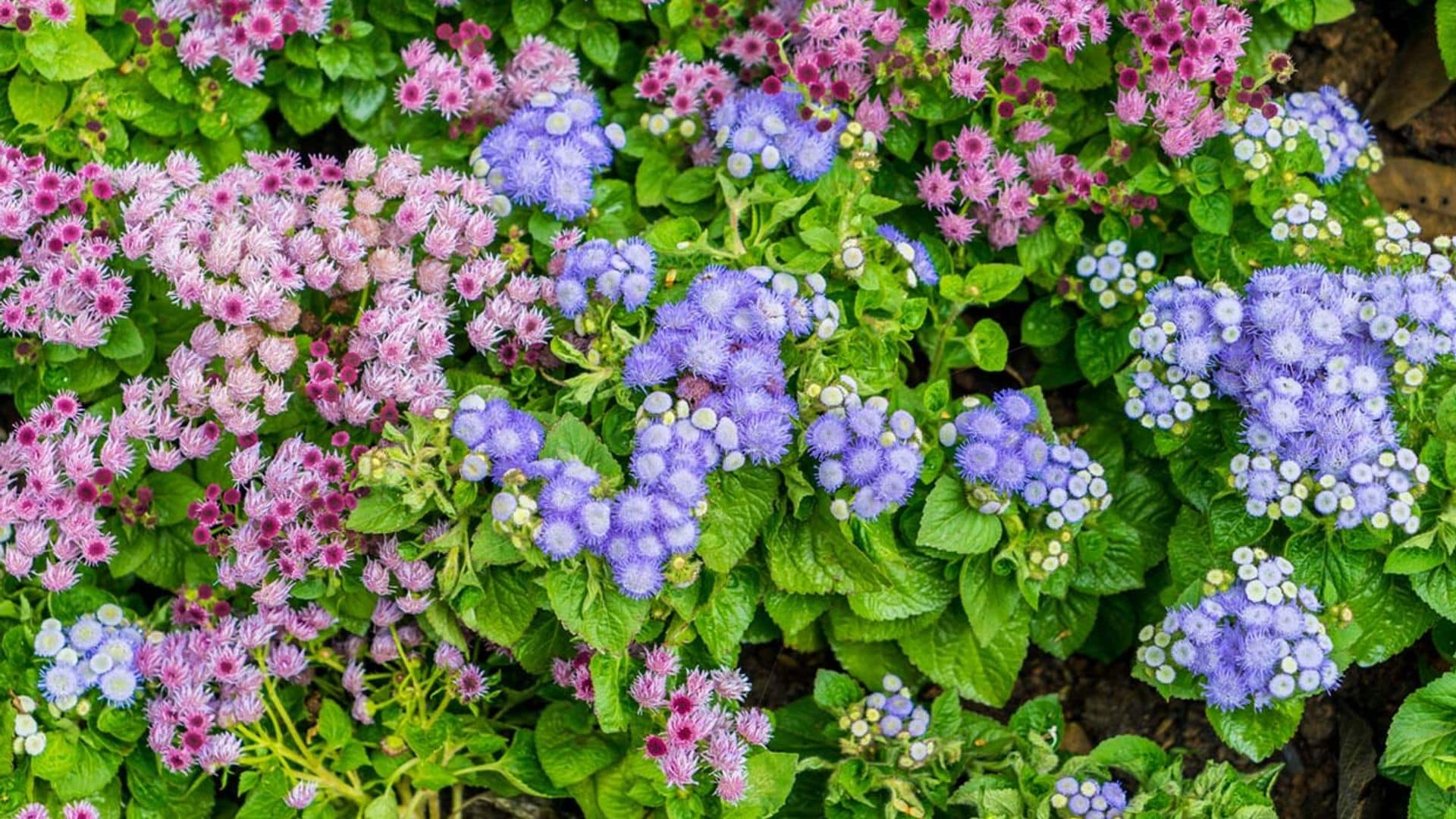 Agérato, una planta con una floración duradera y de muy fácil mantenimiento