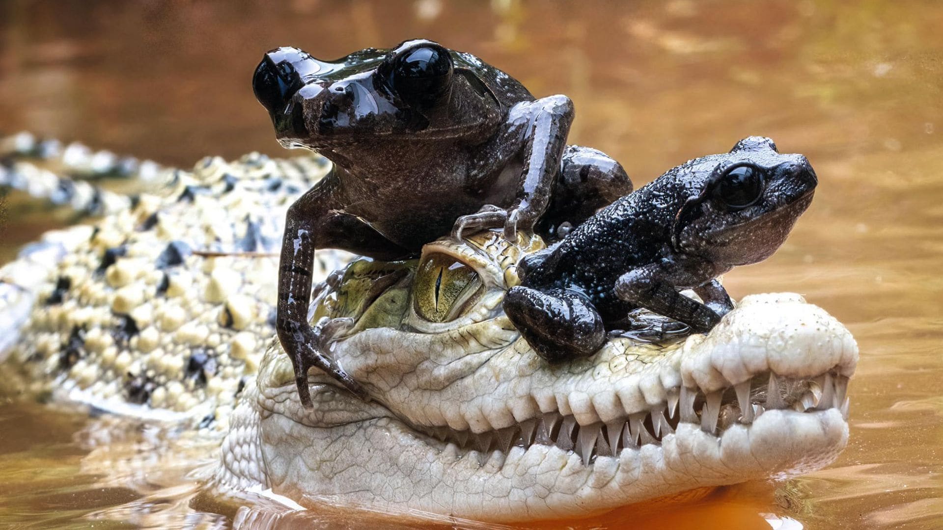 Amistades peligrosas: el arriesgado ‘taxi’ de una familia de ranas