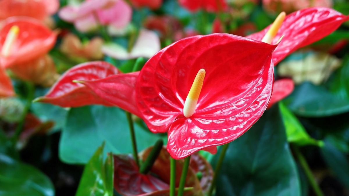 Plantas con hojas en forma de corazón: fáciles de cuidar, perfectas para novatos y con un encanto único