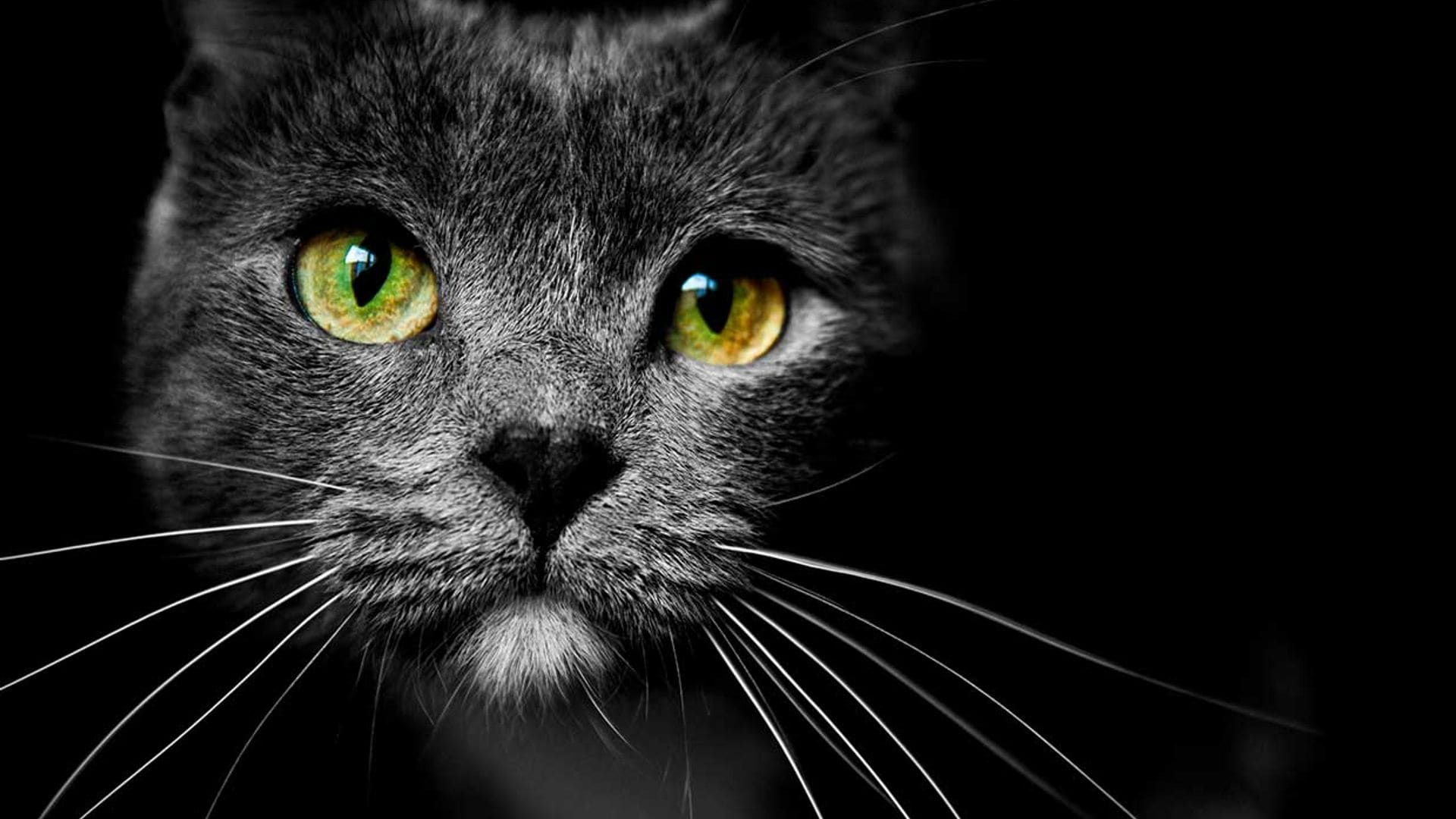 Los bigotes de tu gato son pura magia: te contamos cómo los utiliza