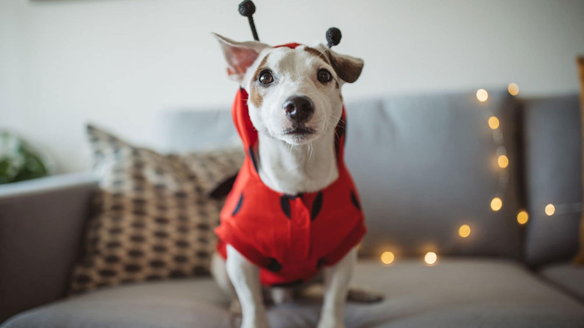 Celebra el Carnaval más peludo con estos 9 disfraces para mascotas