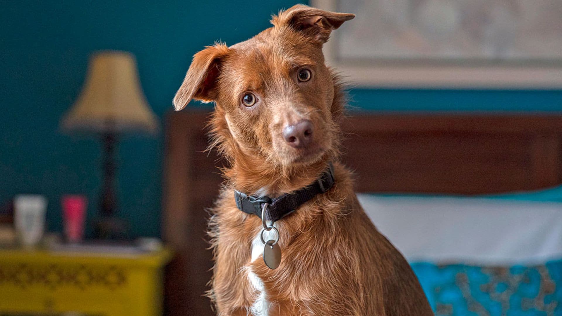 6 recomendaciones para que tu perro tenga una vejez saludable y feliz