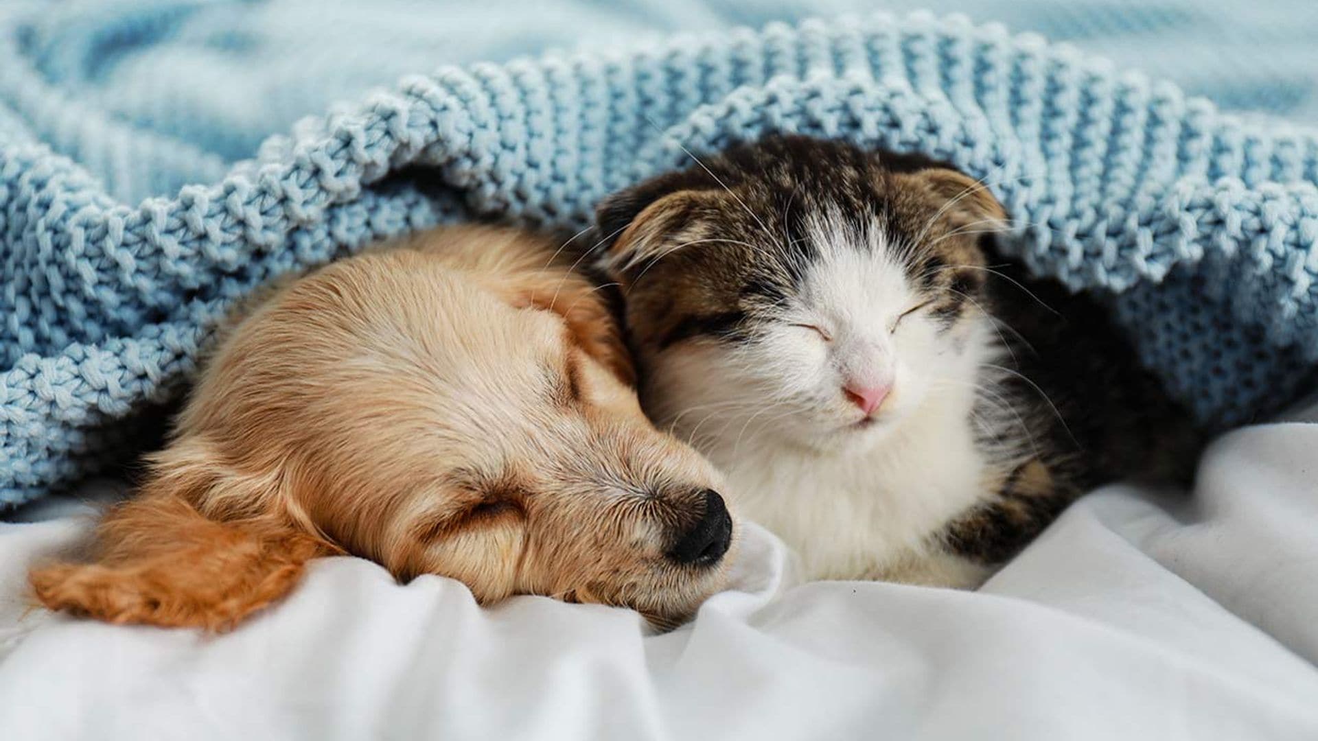 Cómo el ciclo de sueño marca la diferencia entre perros y gatos