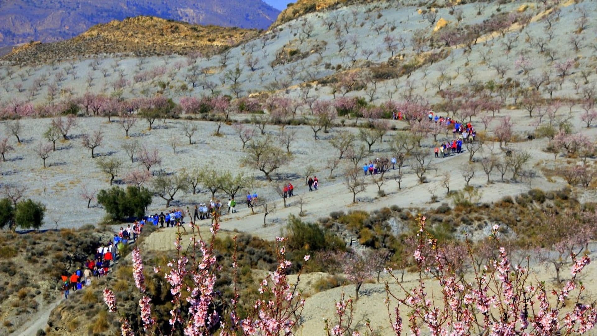 Los tres mejores lugares de España para ver la primera floración de almendros