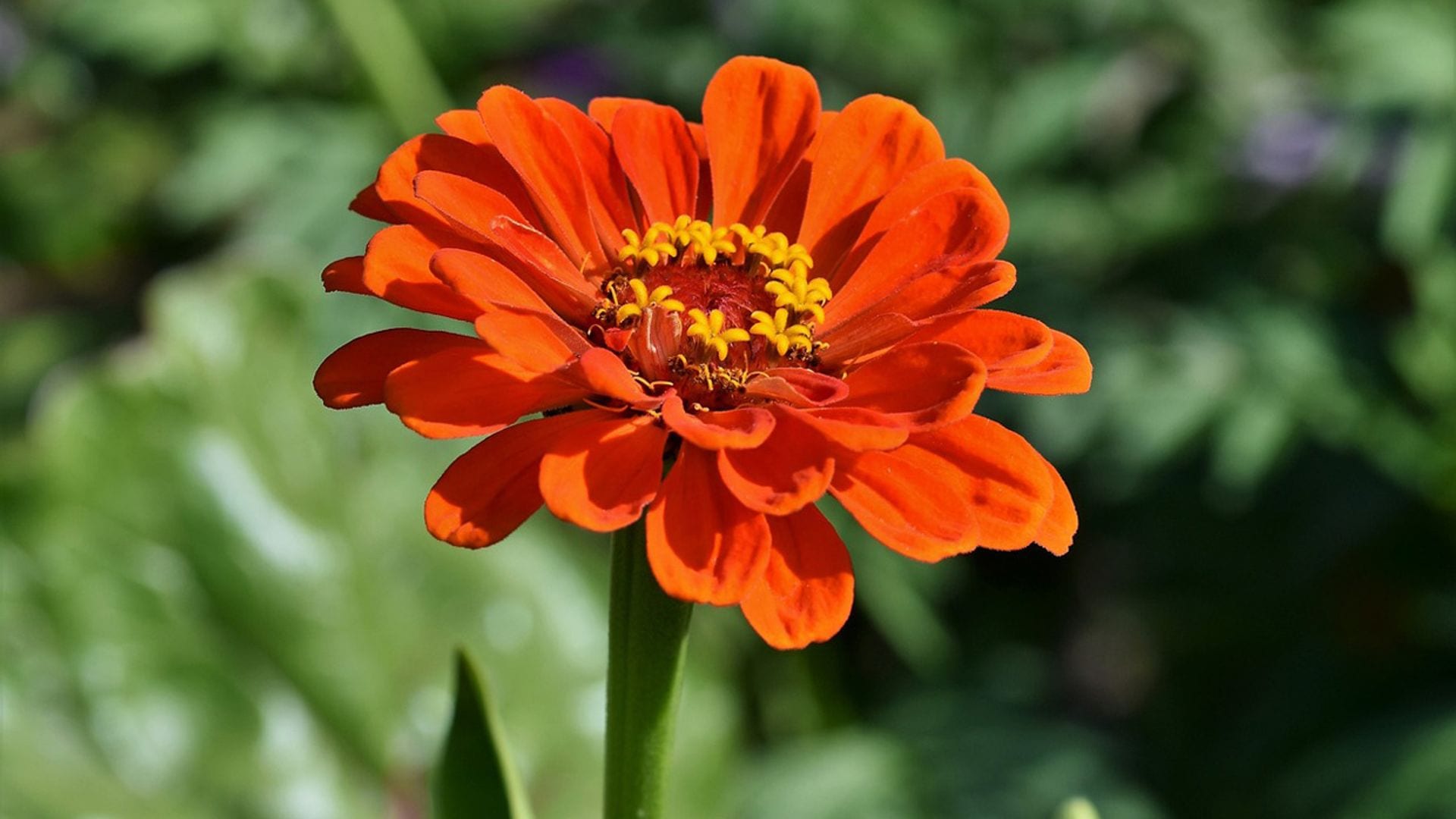 La zinnia, una flor muy fácil de mantener que alegra los exteriores en verano