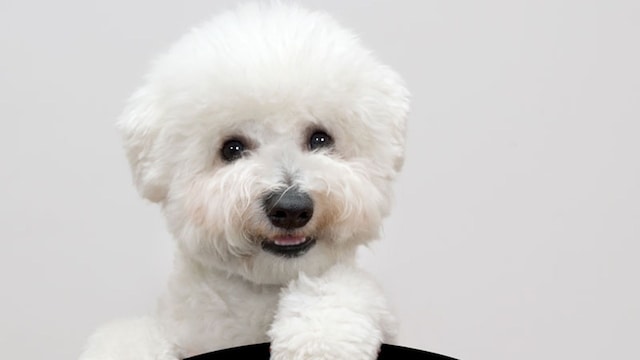 portada_bichon