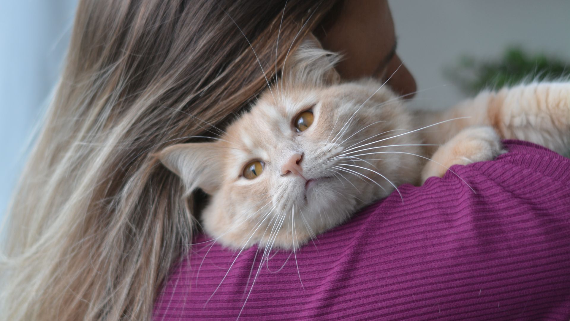 Lejos de ser distantes, los gatos establecen vínculos profundos cuando se sienten seguros y comprendidos